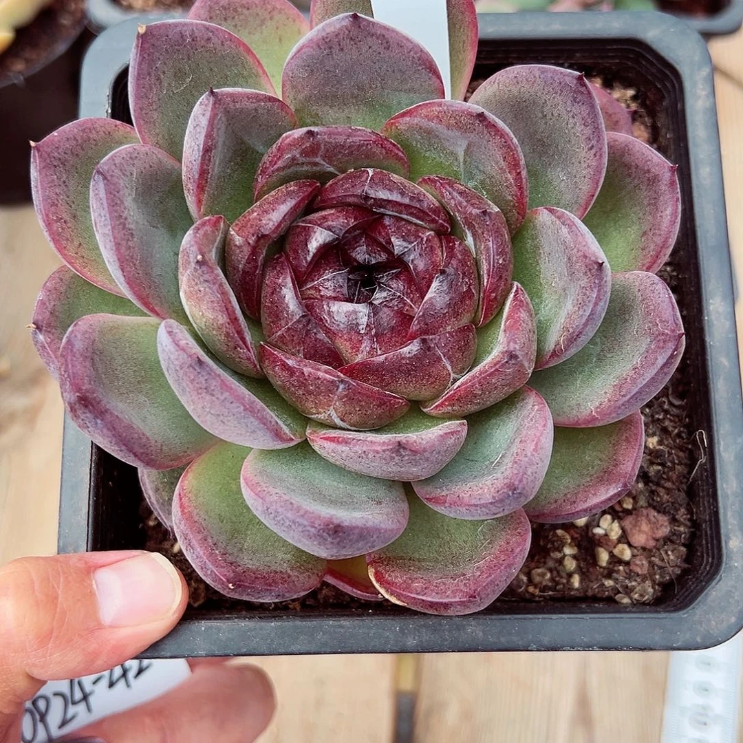 0924-41溜溜球。。。。。
