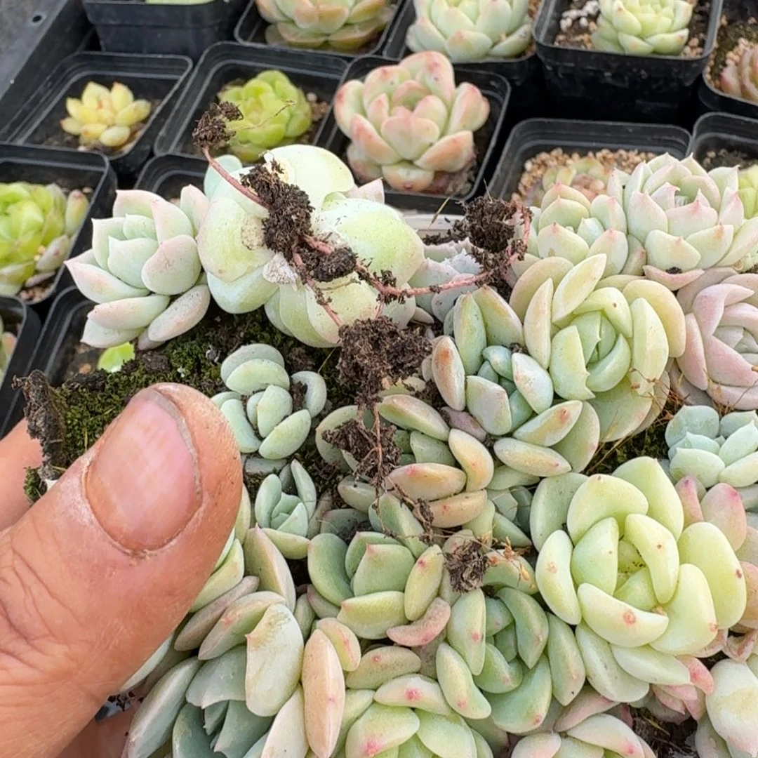 珍妮切糕一盒量拍21-18