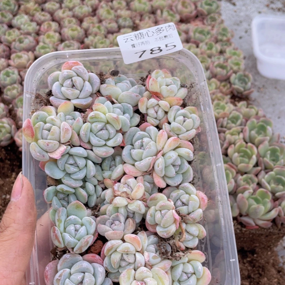 云糖心多肉植物785