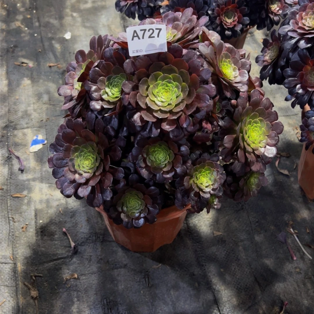 黑铜壶多肉植物727