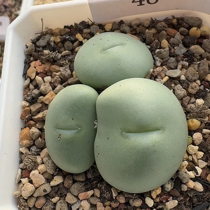 48 白花大G肉锥。