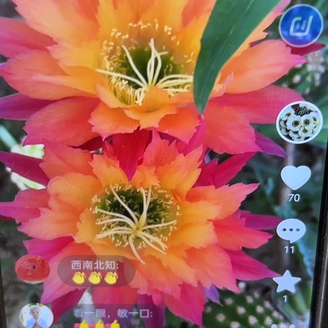 超级杏毛侧牙20包邮17