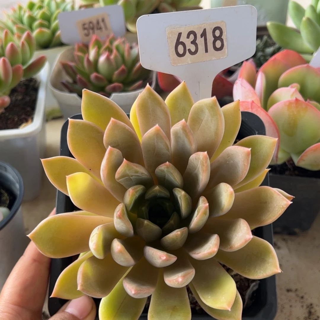 【闪购商品】厚叶草。6318。111111111