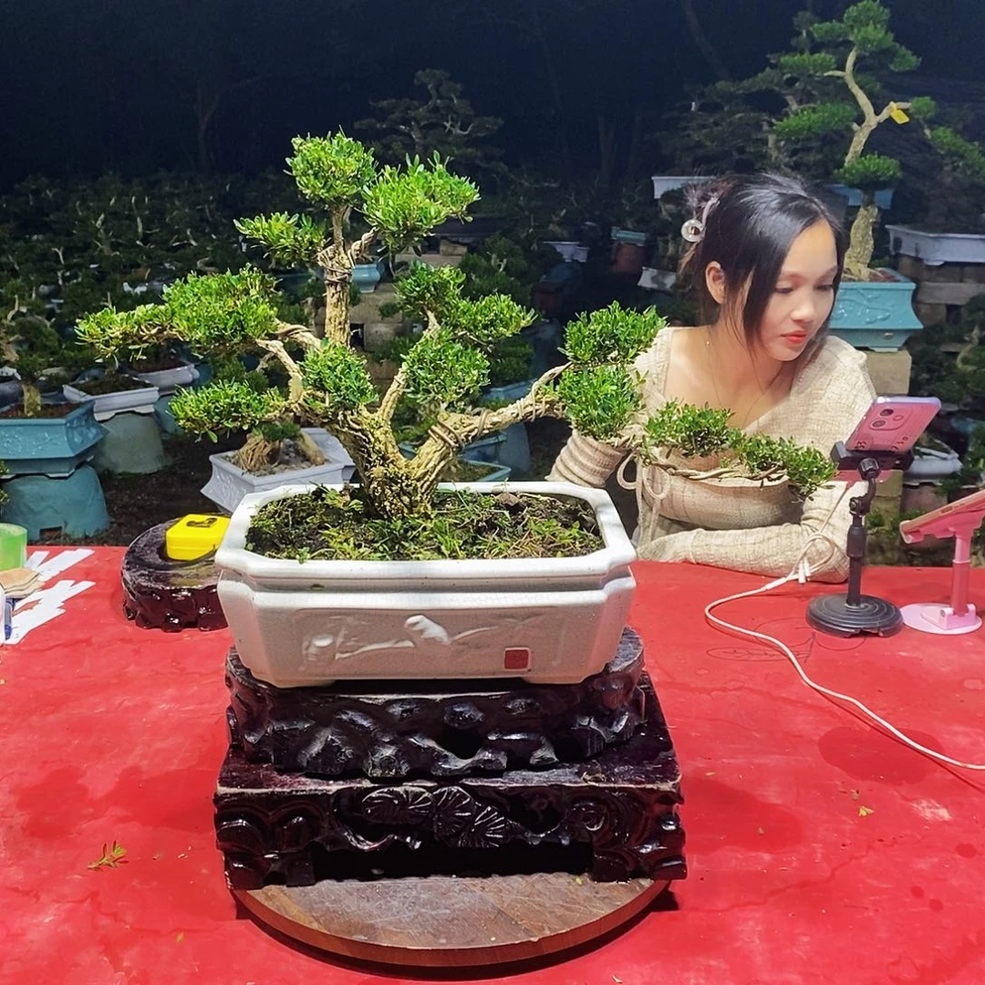 当前无花朵，栽培后可花朵