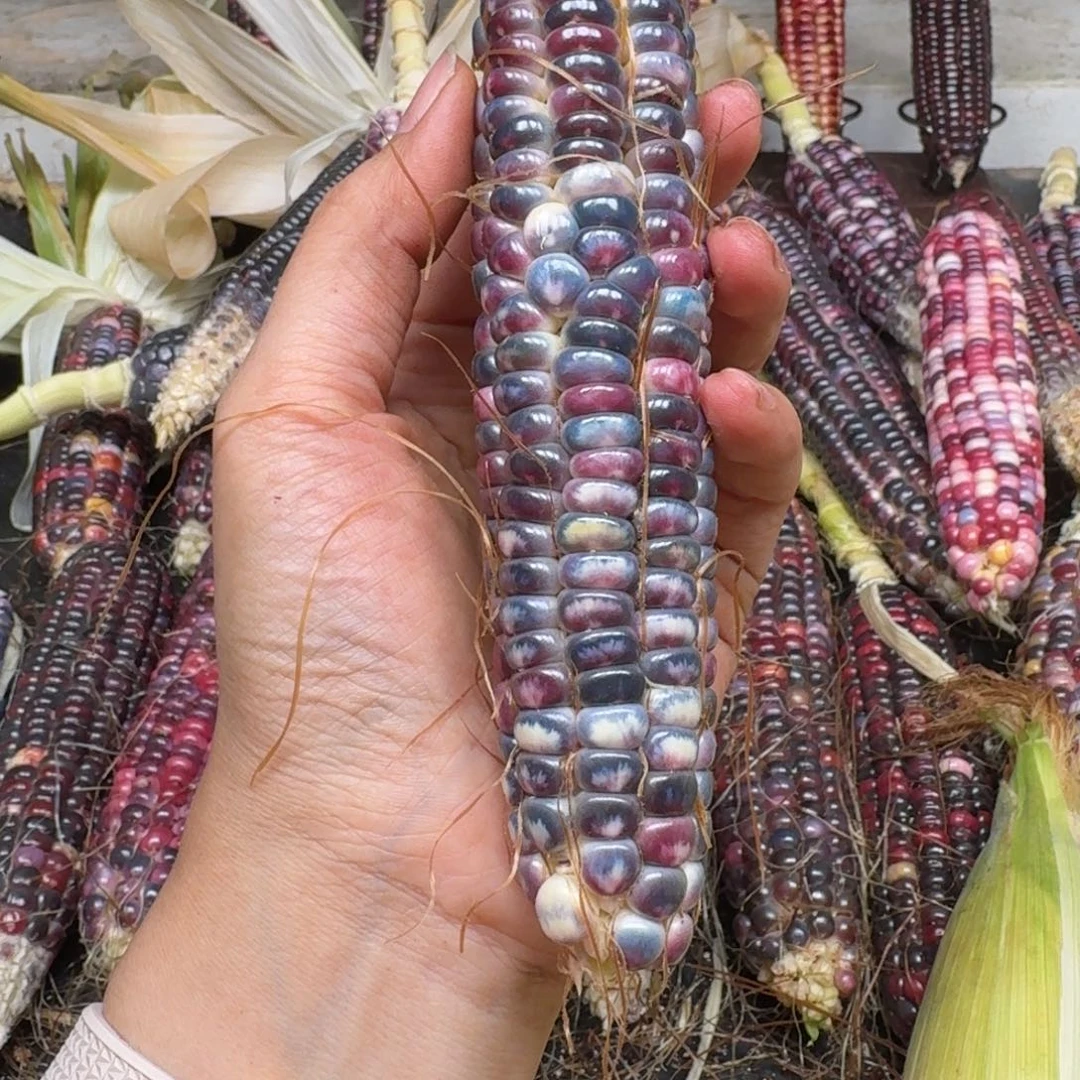 S***C大叶紫檀（黑酸枝木类）