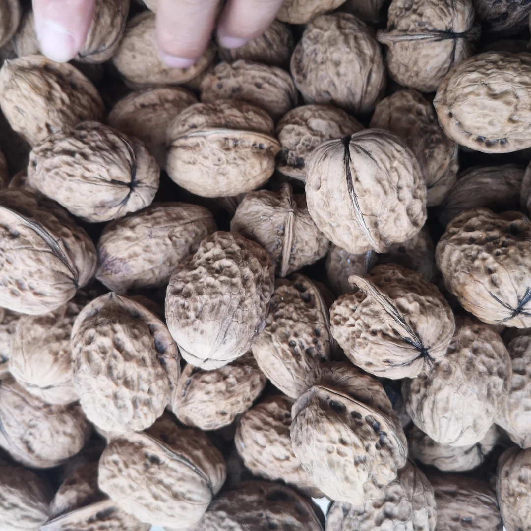 贵州本地核桃今年新核桃高山核桃格林永长村核桃