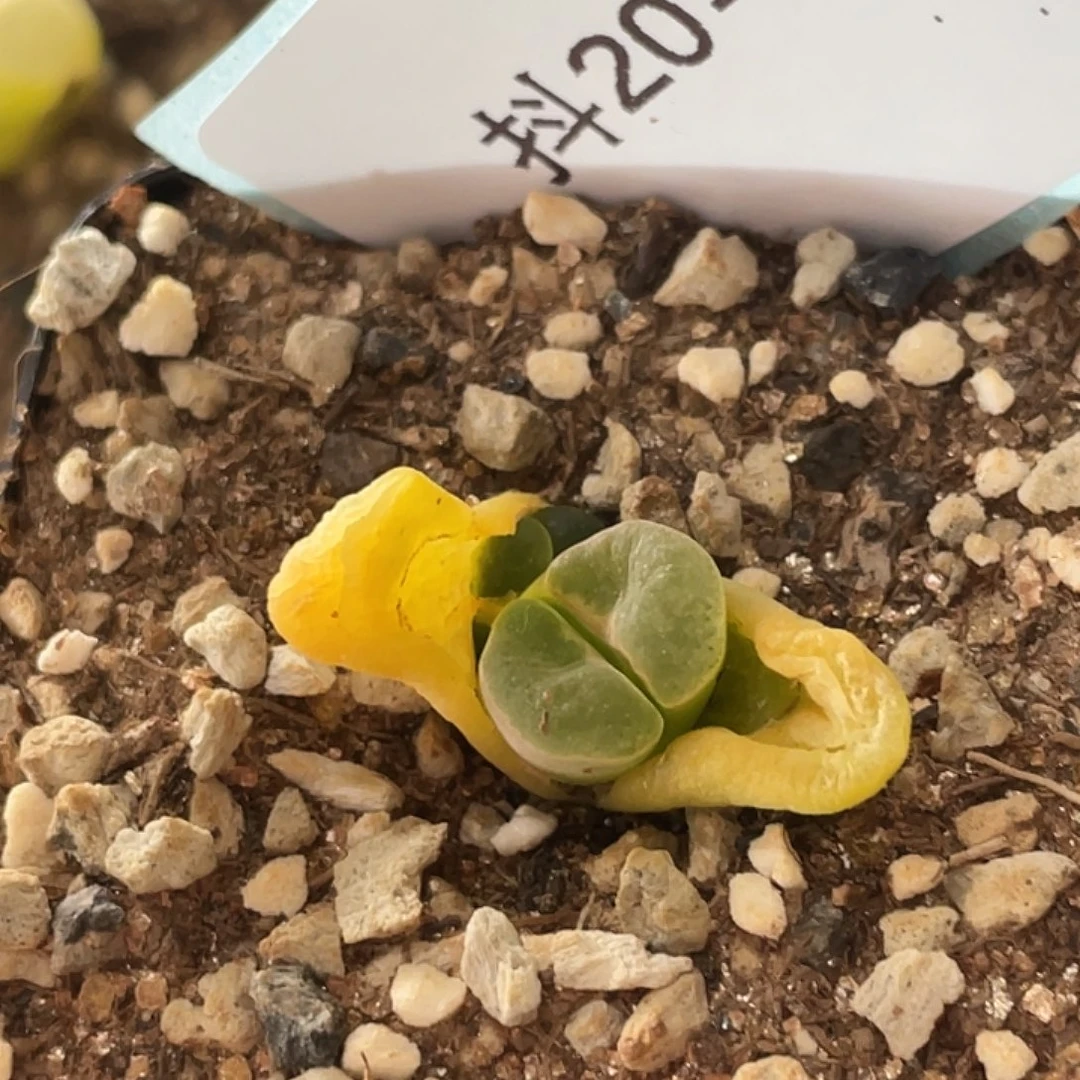 姬**君20-43肉锥多肉植物