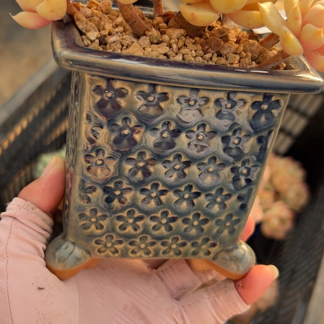 华*花盆多肉植物组合盆栽