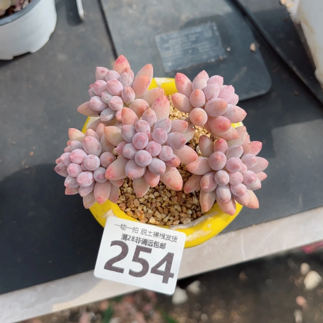 婴儿手指老桩无盆土发货