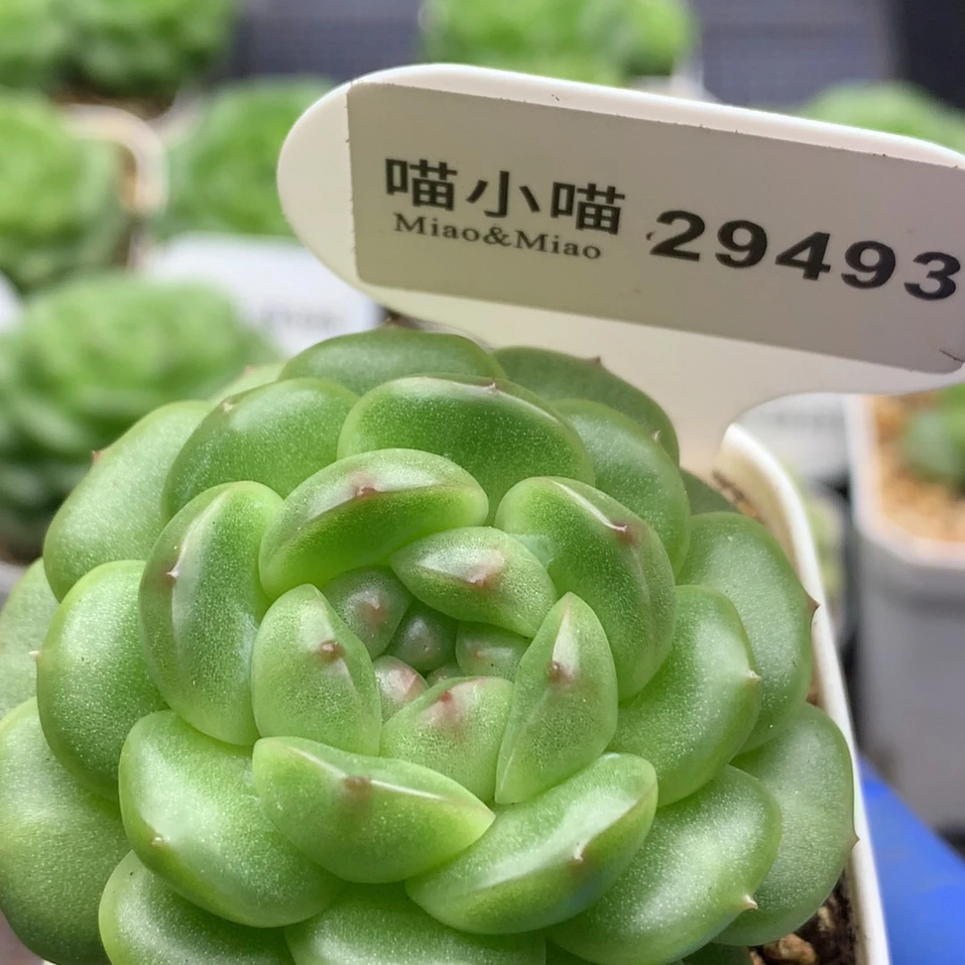 多肉植物杂交珍妮