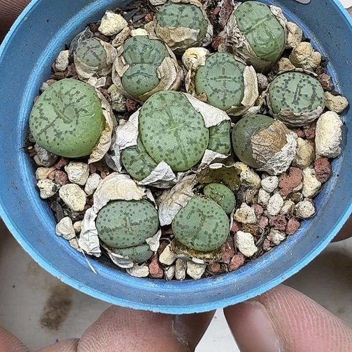 43 号美丽多肉植物