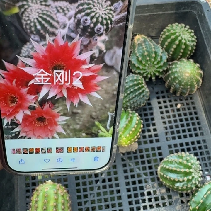 256金刚2歪无根侧牙4公分左右