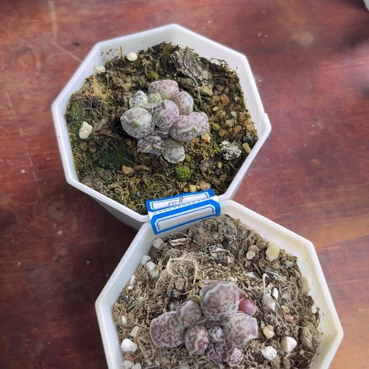 108 达摩水泡多肉