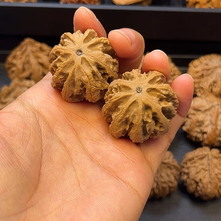 核桃秦岭突突突突突突36