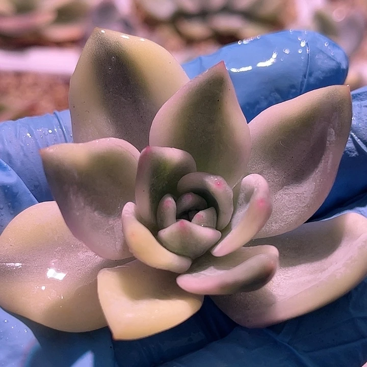 尚品园艺伊丽莎白锦头盖