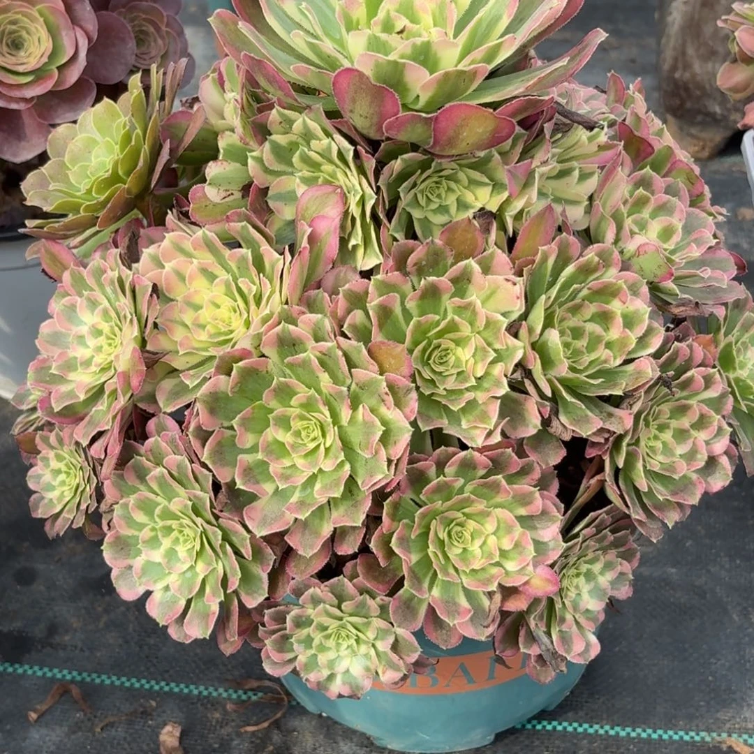 090粉痛多肉植物发货
