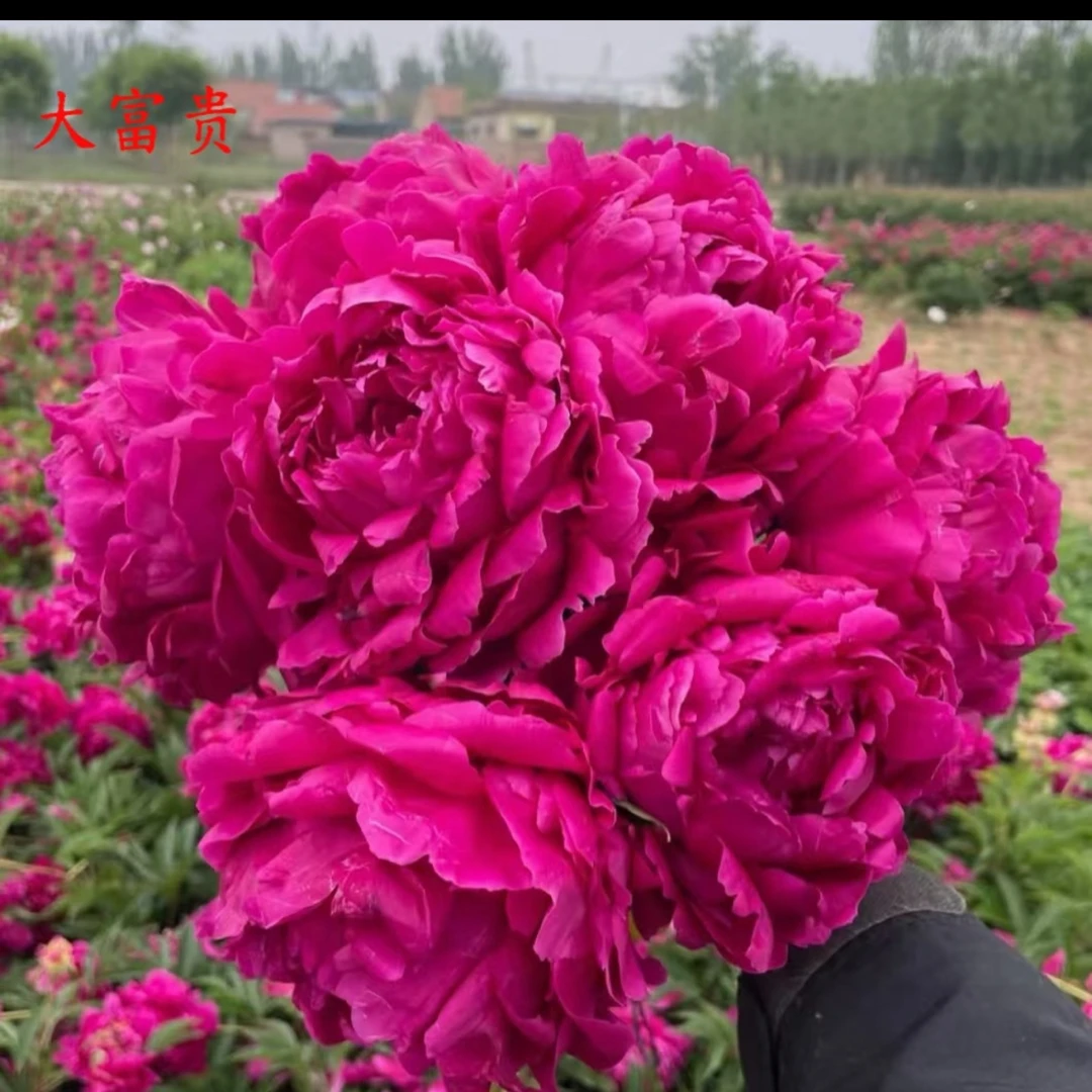 【新人福利】精品芍药苗专属链接