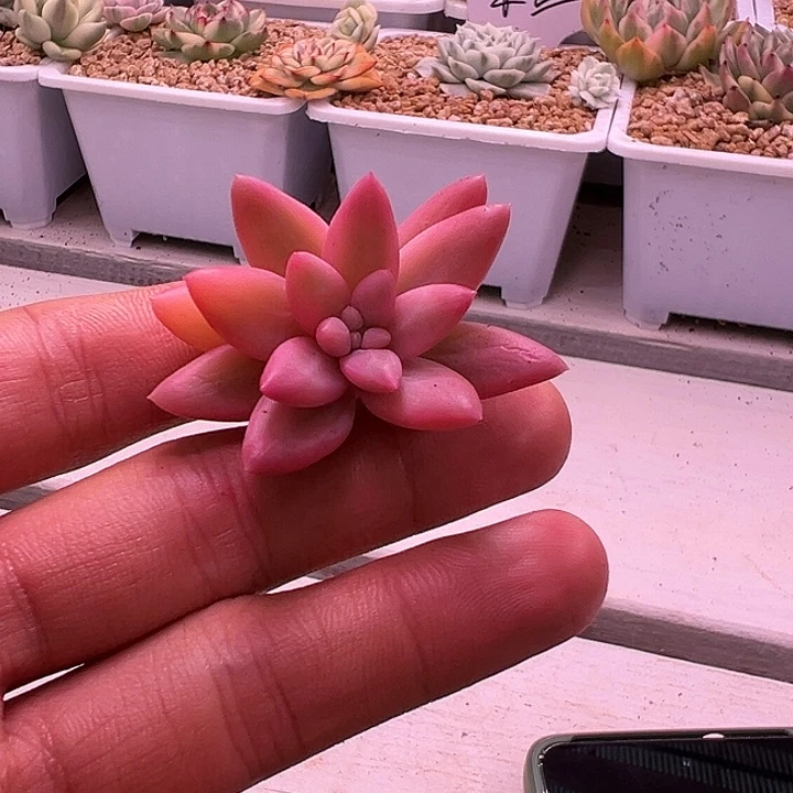 白白蜜桃啵啵锦多肉