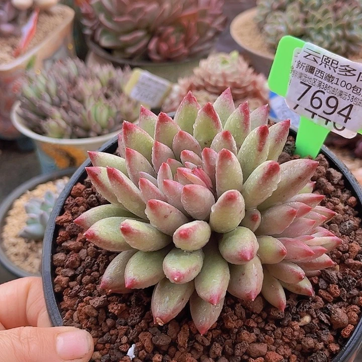 7694绿体虞美人。