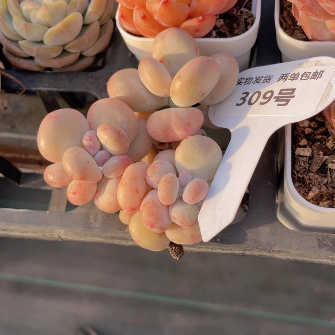 309号 老桩奶酪石化