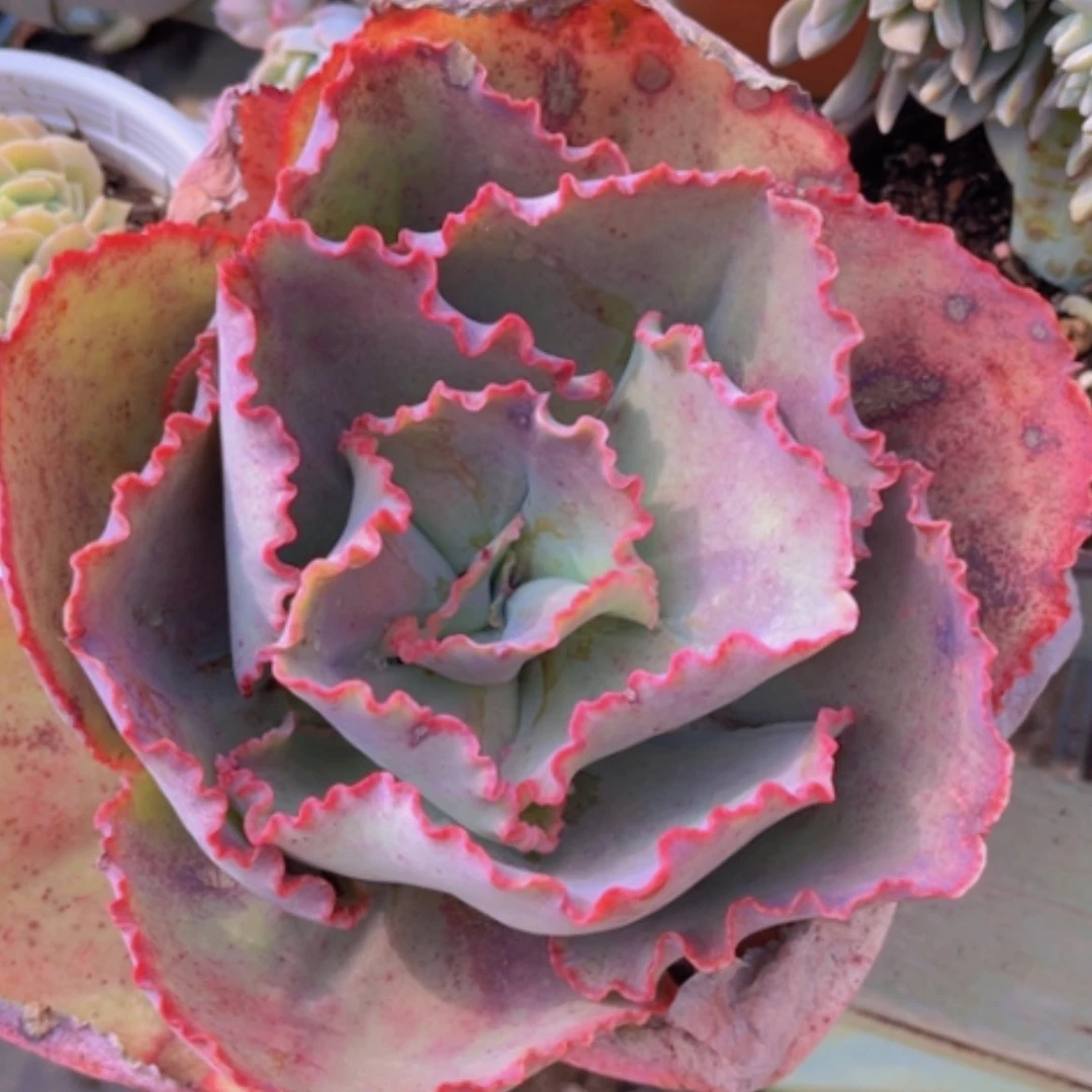 【闪购商品】蓝色妖姬02189