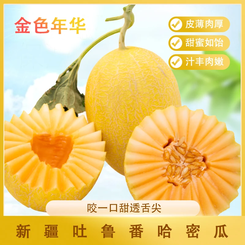 新疆吐鲁番金色年华哈密瓜挚爱脆甜多汁产地直发