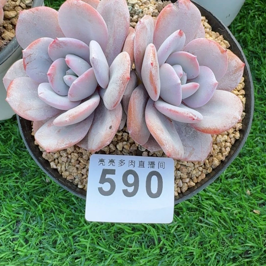 留***你韩版奶茶      愿你一路坦途，乘风破浪展宏图