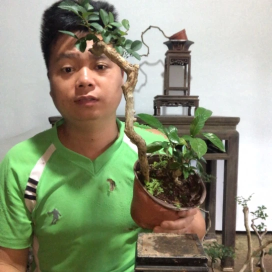 无花朵盆景素材盆栽植物