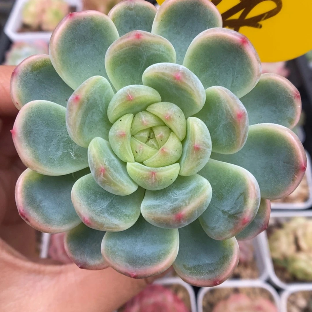 童话甜心可拍698号