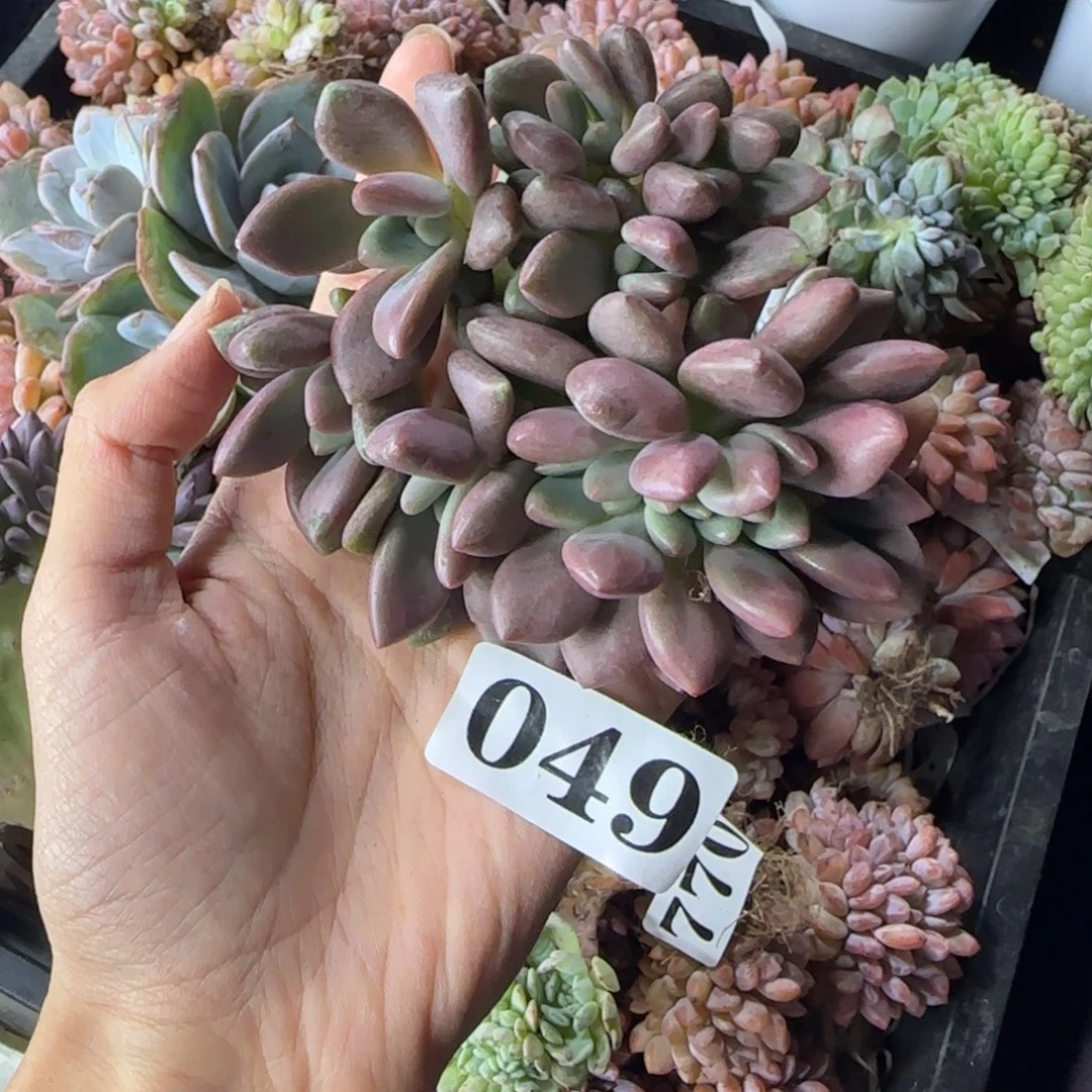 桃花源缀化一物一拍049