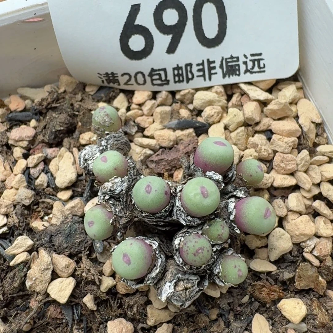 产地小红嘴带盆土   12头
