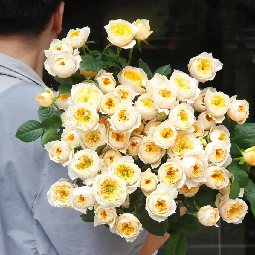 【草木与花】黄蝴蝶多头玫瑰-家养鲜花-云南基地直发