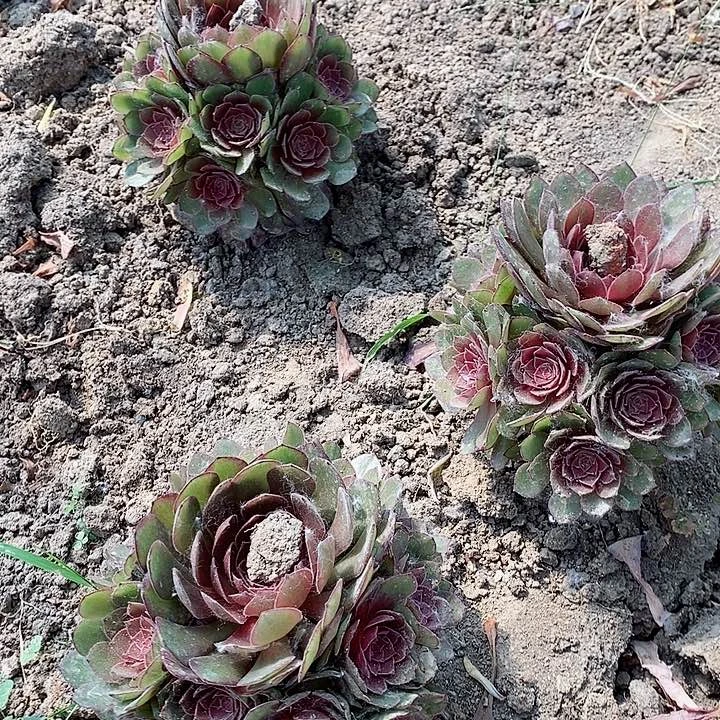 红魔法师3棵30块