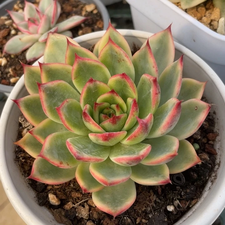 桃花锦。锦龙园艺8