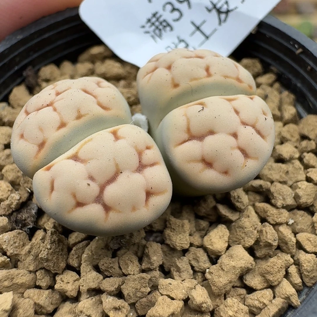 198多肉哈哈哈哈哈哈哈