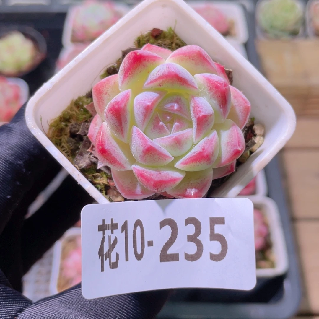 花利美10-235白桃汽水