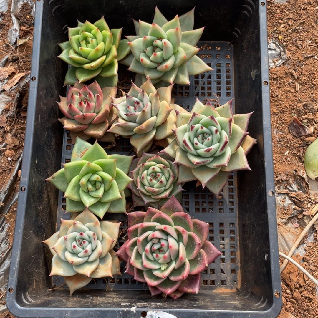 无花朵若如东云单拍E490