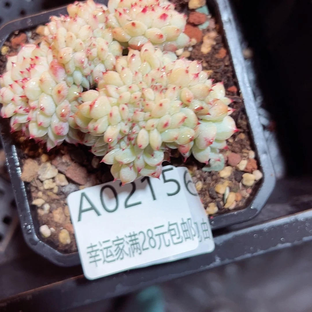 幸运的是我的朋友们