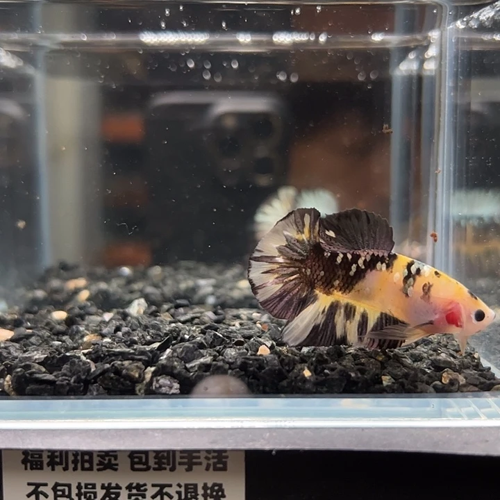 斗鱼竞拍跑单拉黑25日107