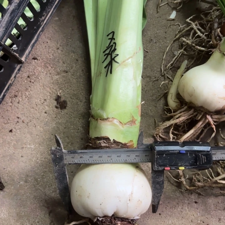 无花朵桑巴舞9厘米大球 开花包对版