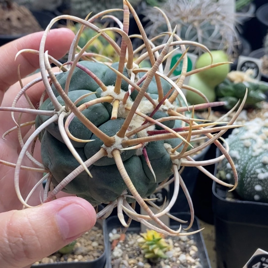 无根泰刺高木绯冠龙有断刺