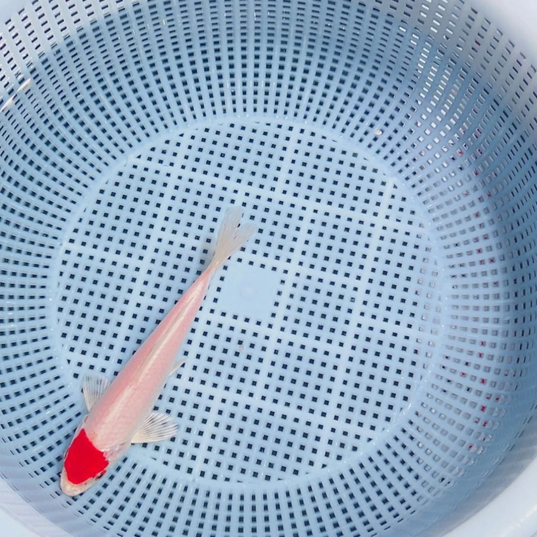 锦鲤锦鲤观赏鱼1111