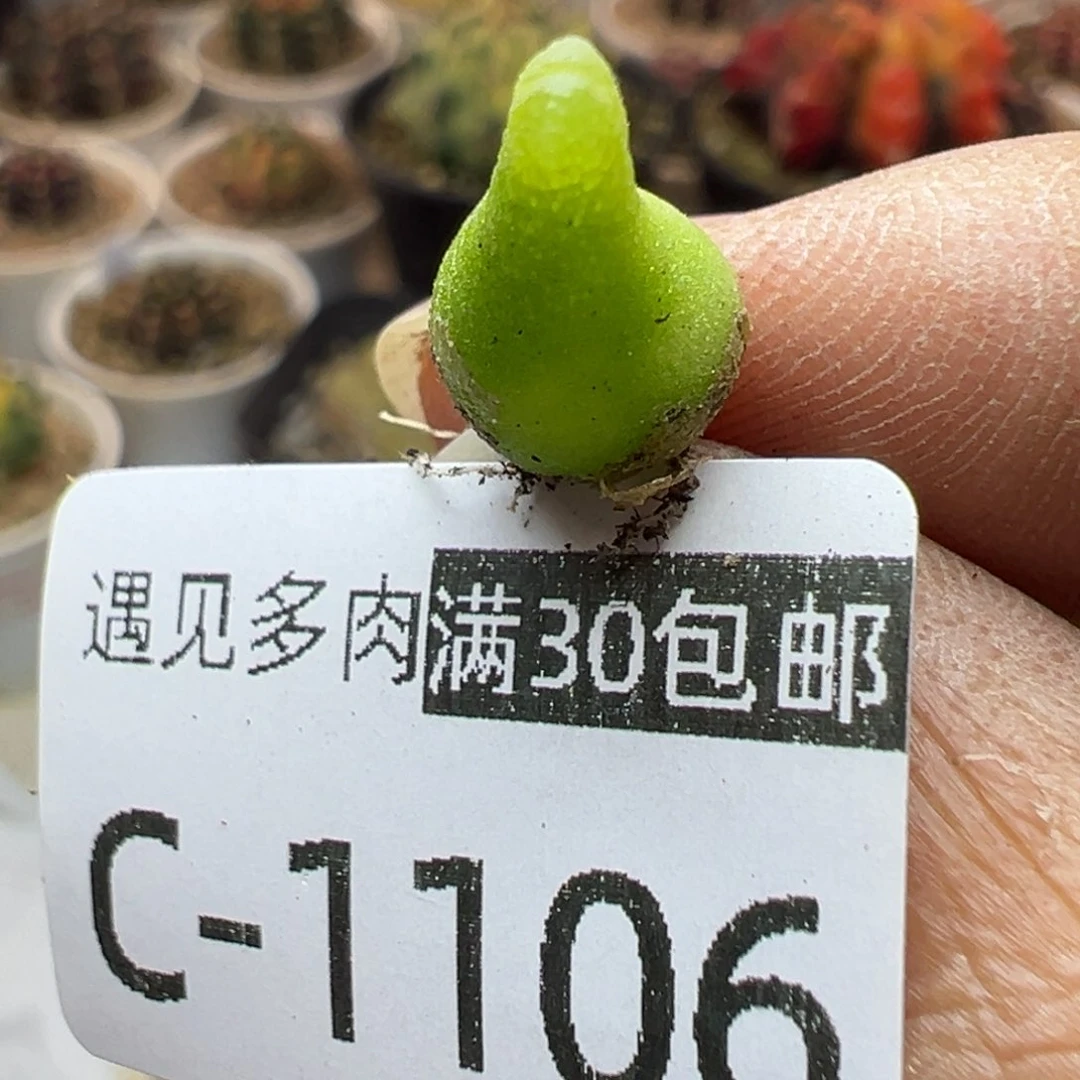 多肉植物1111111111111