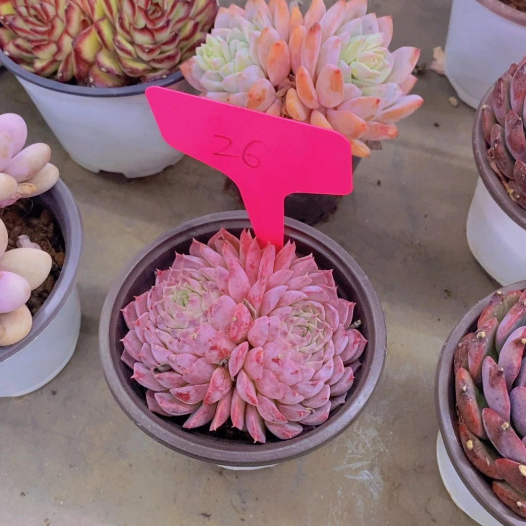 雪*开心多肉植物多肉