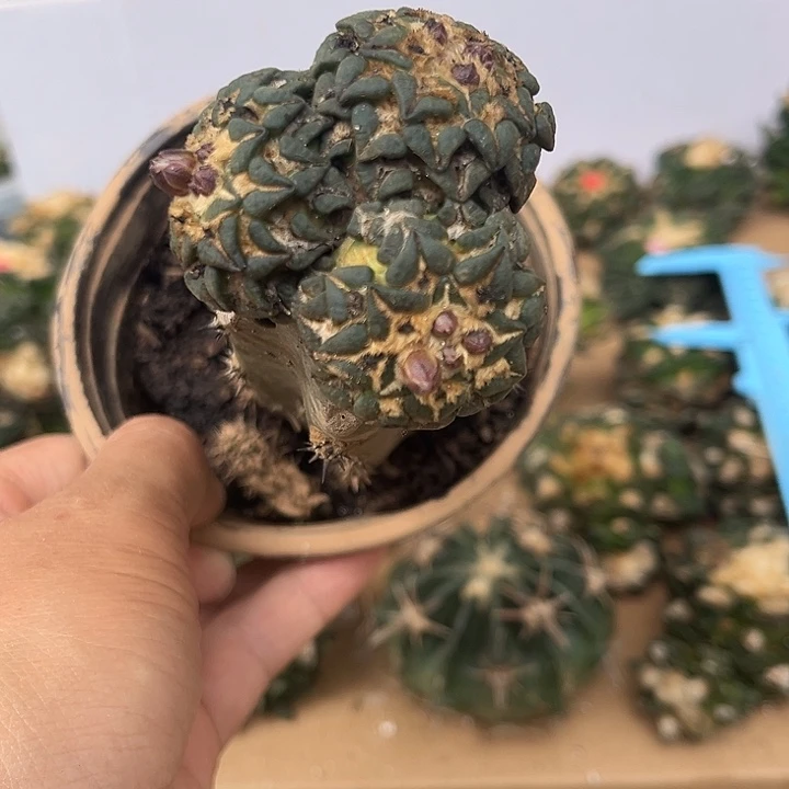 苗接姬牡丹群一颗