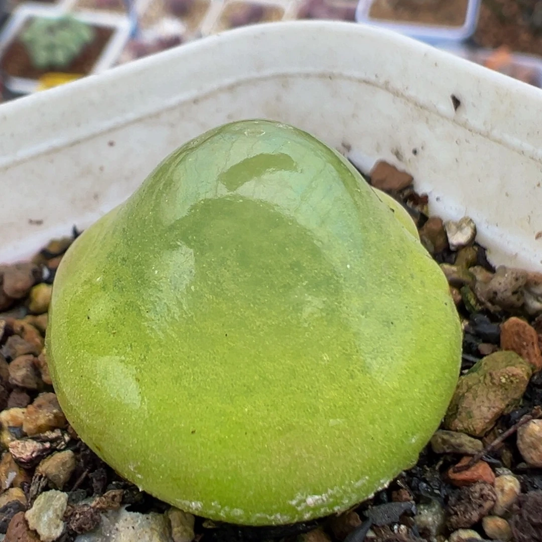 69多肉植物百科灯泡