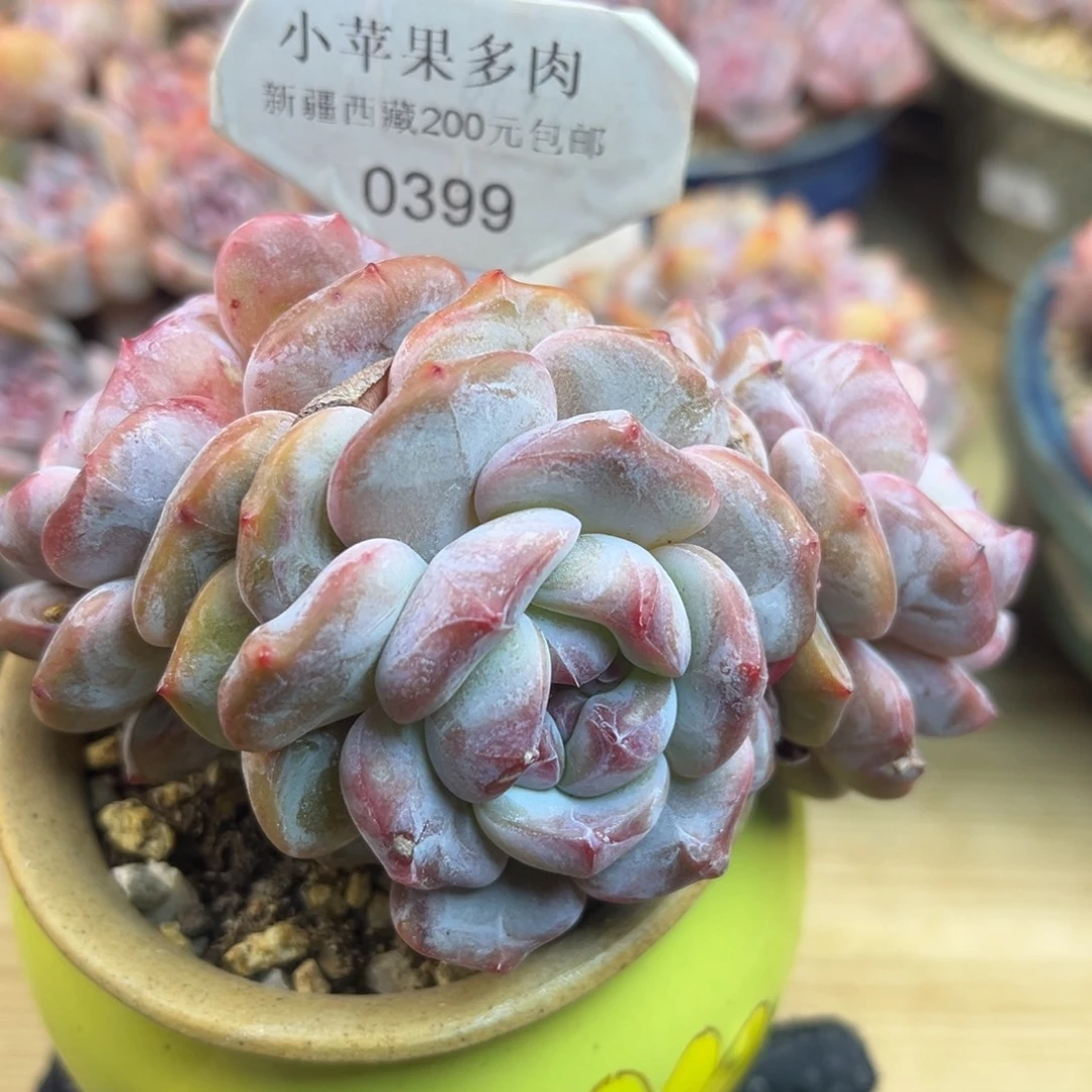 福利399/11cm3头多肉