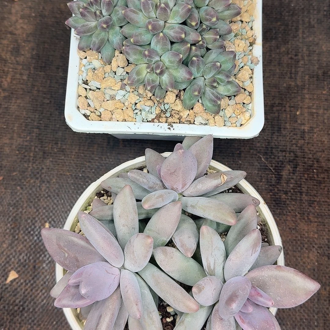 美肉两颗组合福利