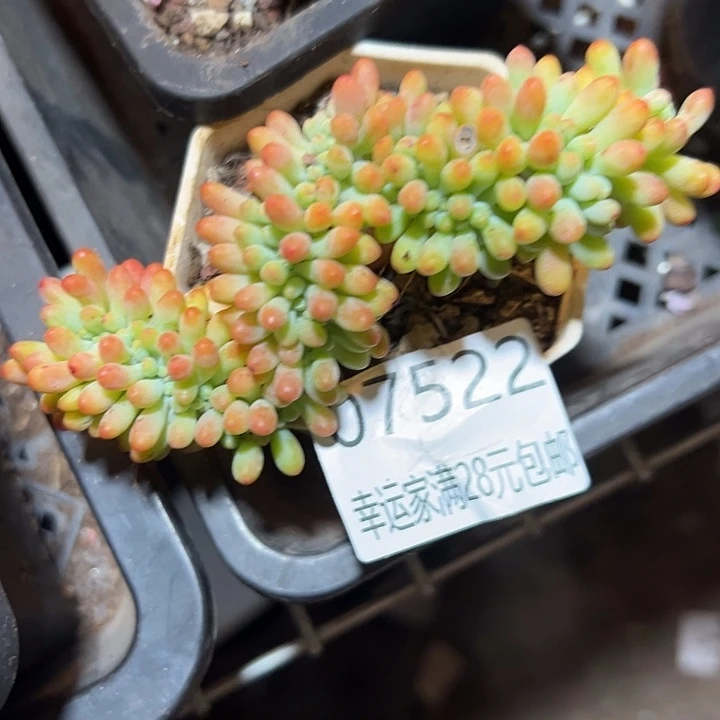 幸运的是我还没遇到你的