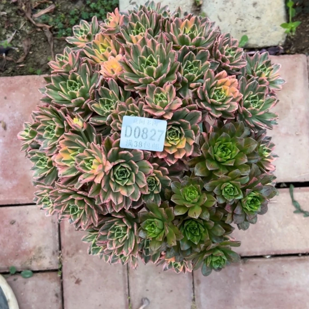 【闪购商品】827甜茶多肉